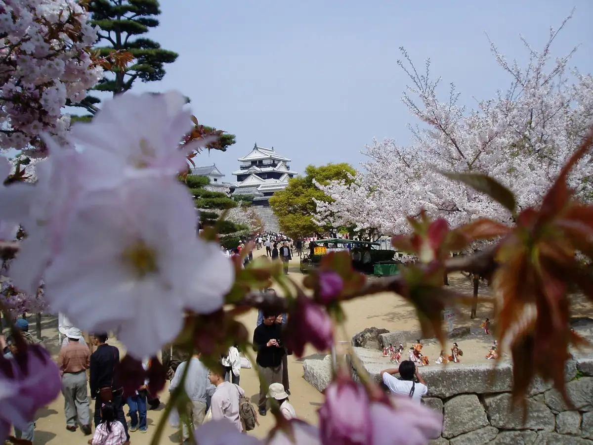 Matsuyama Castle main bailey with cherry blossoms