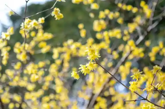 Odaira no Sato Botanical Garden (Wintersweet)