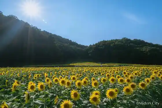 Kasagake Fukiage Sunflower Fields