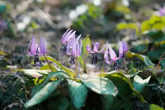 Iwajuku Village Dogtooth Violets