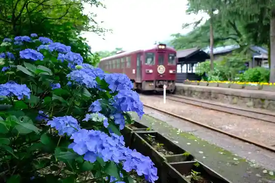 Sori Station (Hydrangeas)
