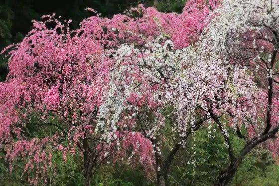 Sayado-Ohata Flowering Peach Road