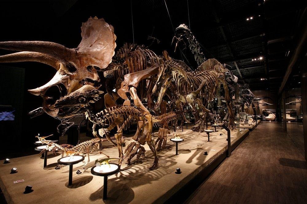 Mifune Town Dinosaur Museum