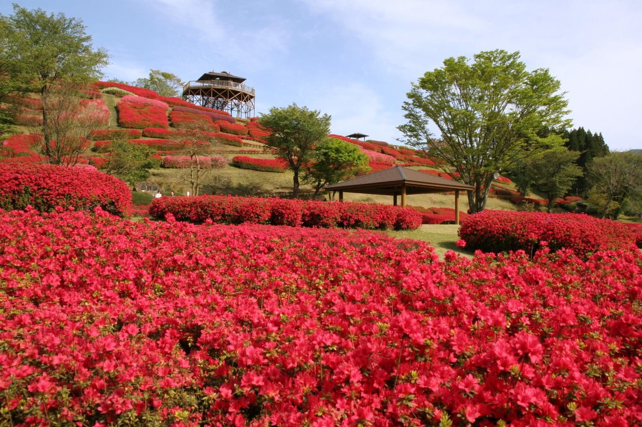 Shiiyae Park