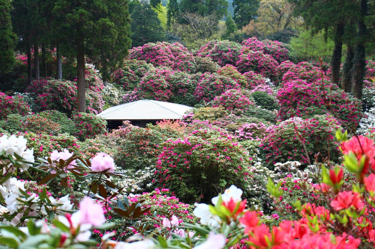 Shakunage Forest