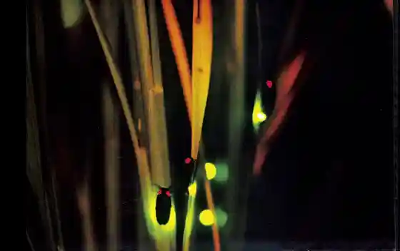Minakami Firefly Village