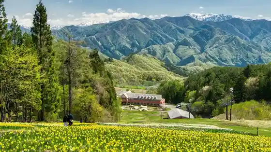 Norn Minakami Flower Garden Narcissus Festival