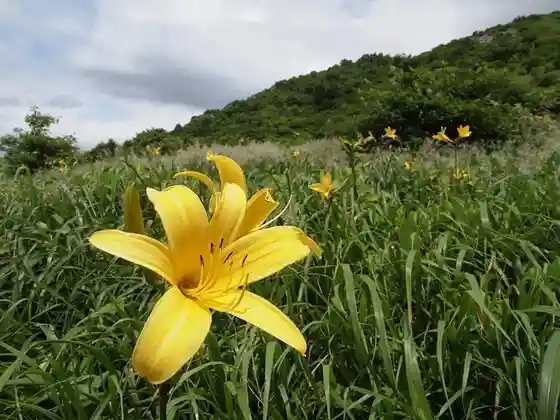 Mount Mikuni Flower Fields