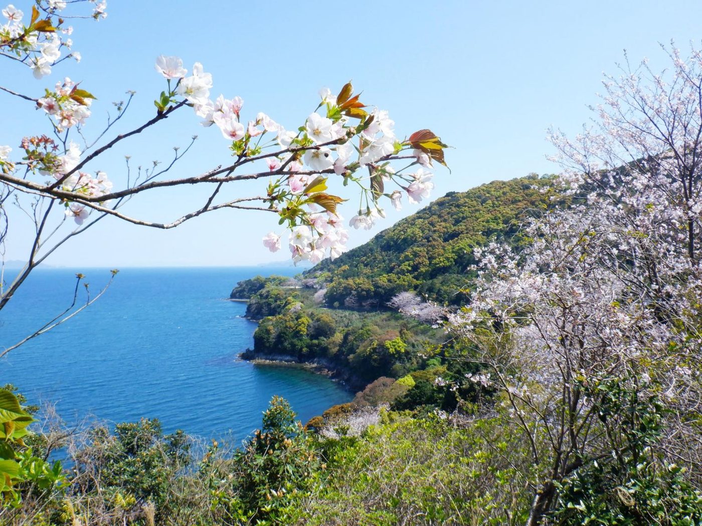 Yunoko Cherry Line