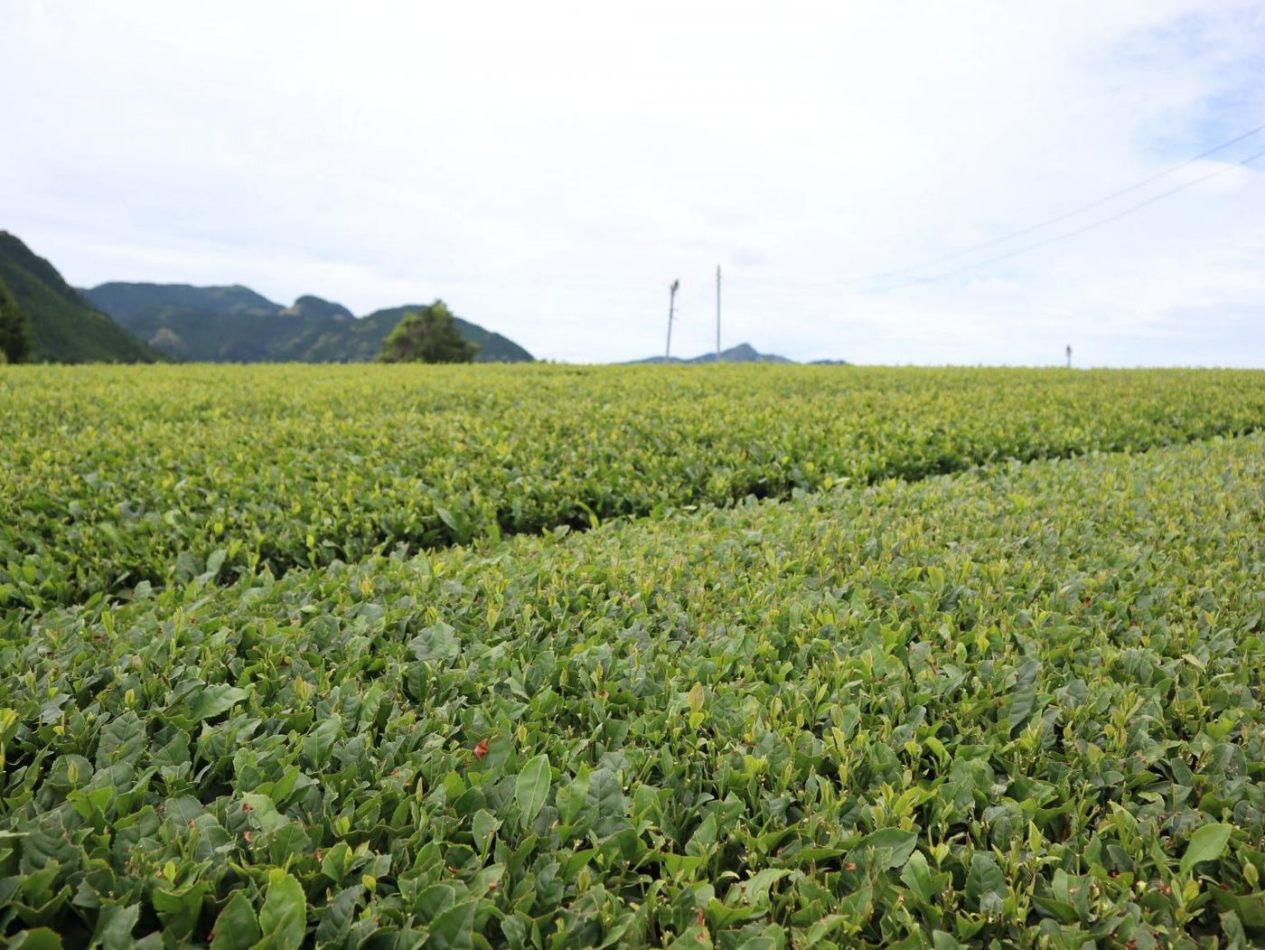 Sakaguchi Tea Farm