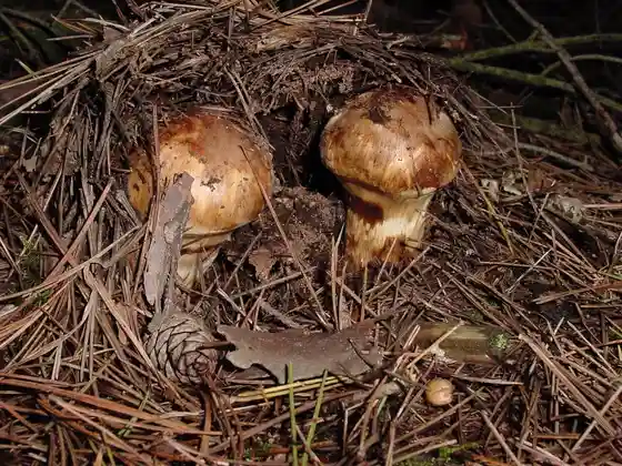 Minamiaiki Matsutake