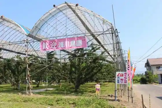 Sakurambo Kari Asakawa Farm