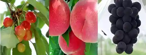Ono Taisho Sono