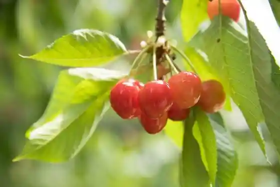 Nangokuen Orchard