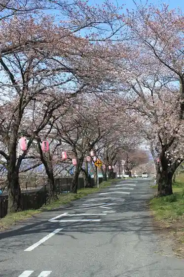 Tokushima Segi Cherry Blossoms