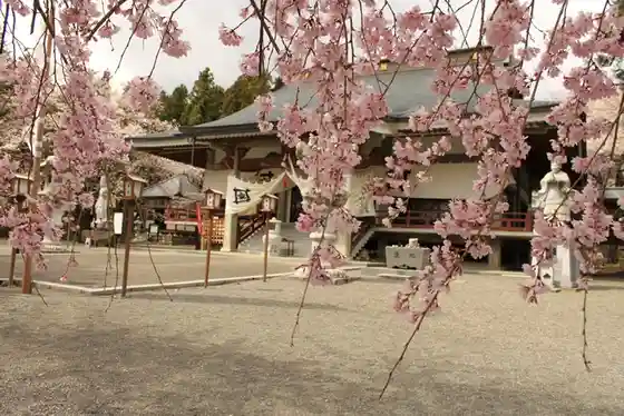 Myoryo-ji Temple Cherry Blossoms