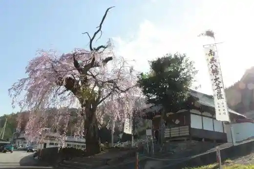 Kamiichinose Weeping Cherry