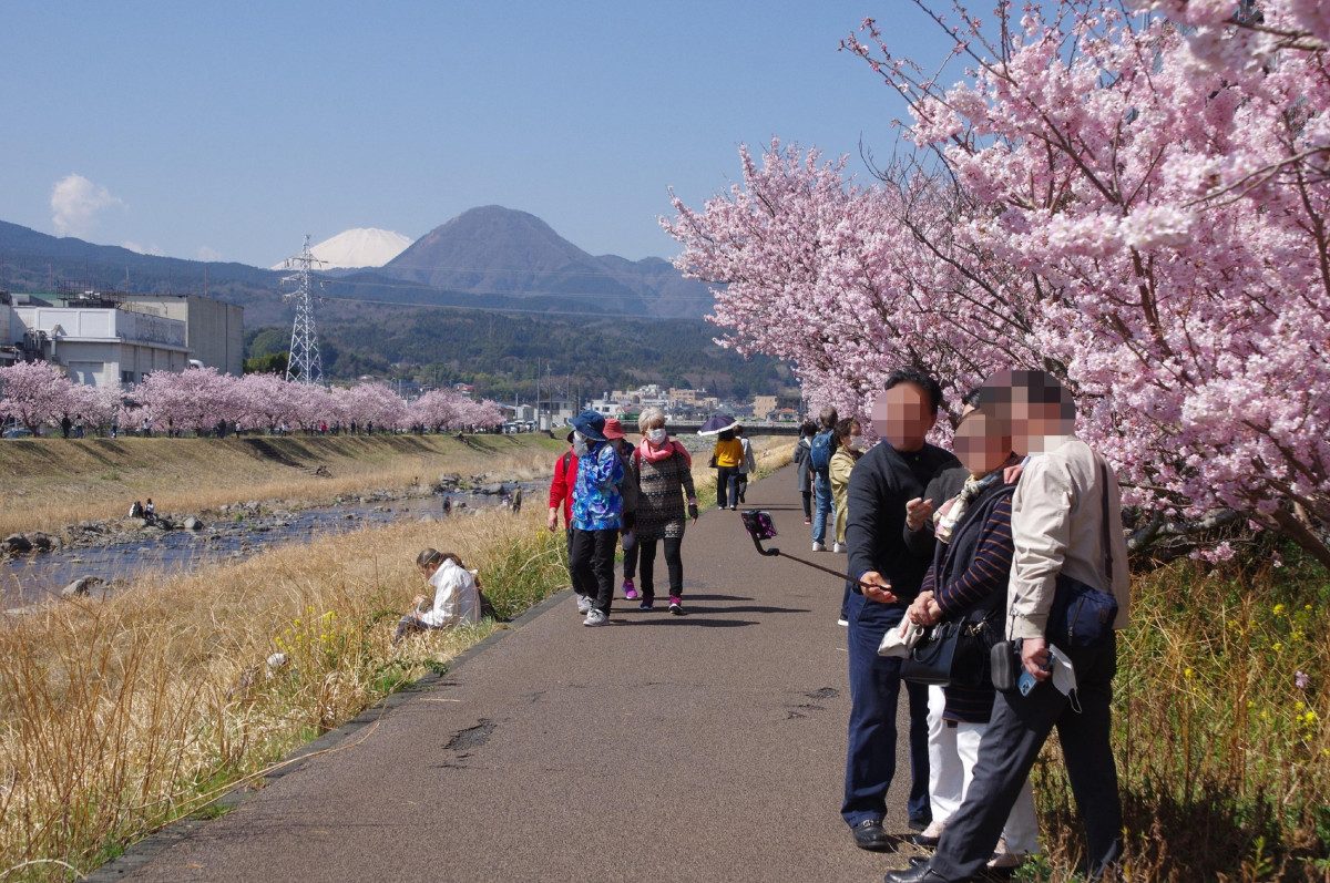 Haruki Path and Happiness Road (Harumeki Cherry Blossoms)