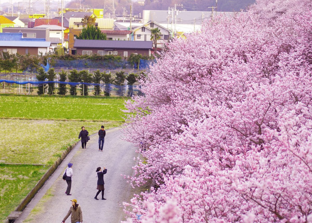 Ichinoseki Harane (Harumeki Cherry Blossoms)