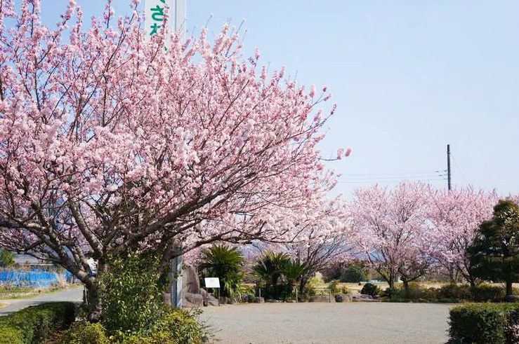 Fukuzawa Park (Harumeki Cherry Blossoms)