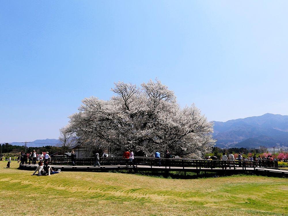 Isshingyo Great Cherry Tree