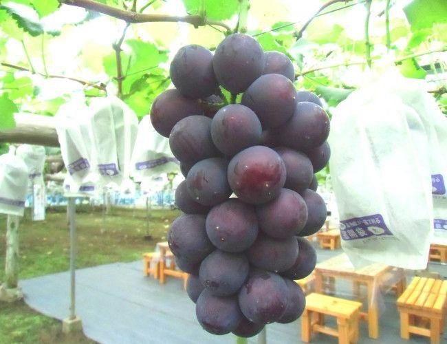 Aso Tourist Grape Garden North Grape Farm