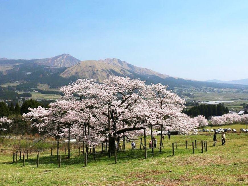Kannon Cherry Tree