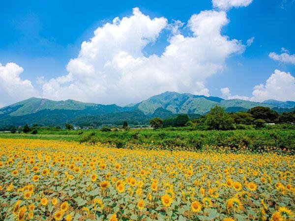 Sunflower Field West of Isshingyo Park