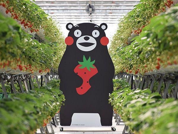 Aso Health Farm