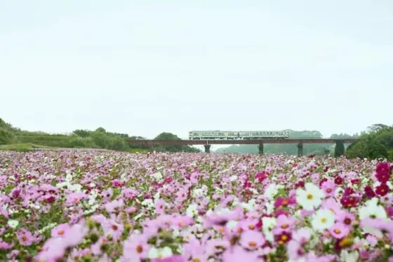 Kori Cosmos in Ei Town