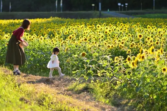 Okubo Sunflowers