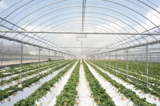 Maeda Strawberry Farm