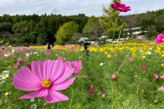 Tashiro Cosmos and Sunflowers