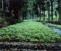 Tahata Hanzawa no Wasabi Ta
