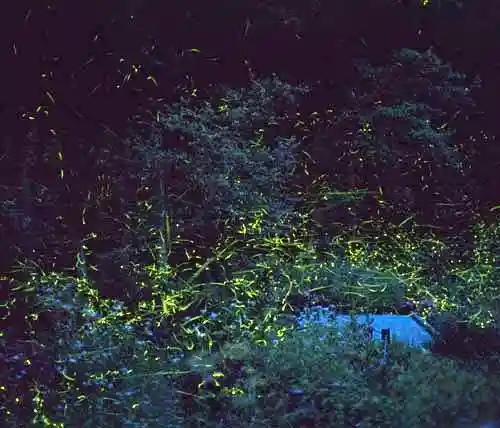Tabata Hanzawa Fireflies