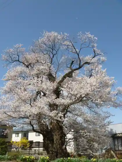 Kitadono Edohigan Cherry Tree