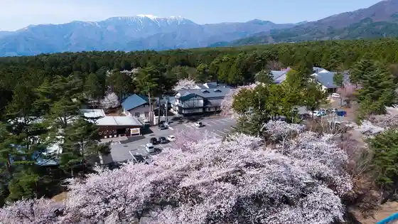Shinshudai Shiba Highlands Cherry Blossoms