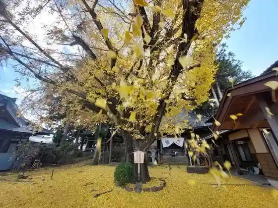 Great Ginkgo of Ontokuji Temple