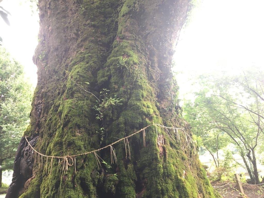 Takenokuma Giant Zelkova