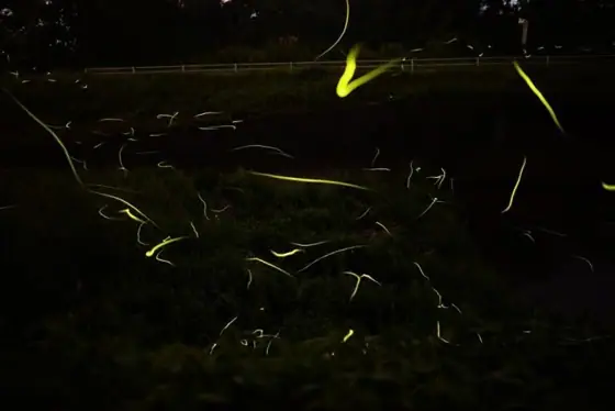 Ono Fireflies in Kinpocho