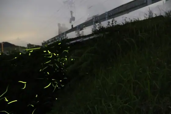 Kukino Fireflies in Kaseda