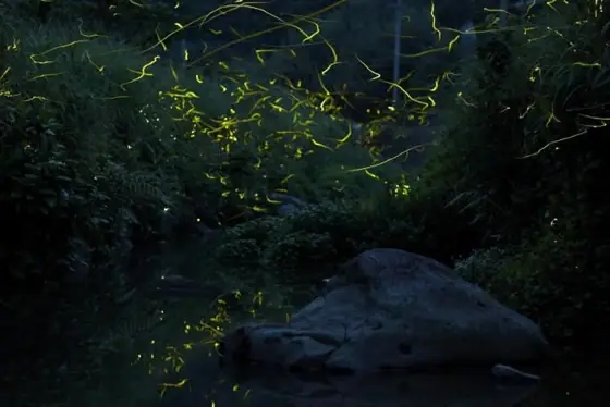Kurose Fireflies in Kasasacho