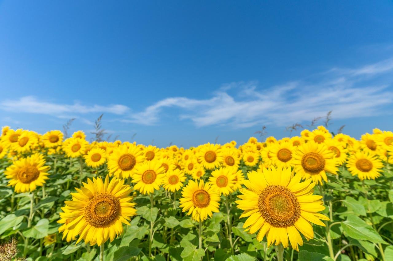 Minamishimabara Sunflower Fields