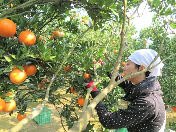 Tanegashima Shinsaku Farm Tankan Harvest Experience