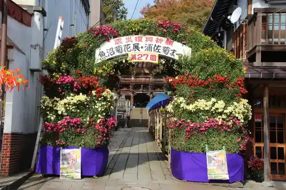 Uonuma Kikka Ten Urasa Kiku Festival
