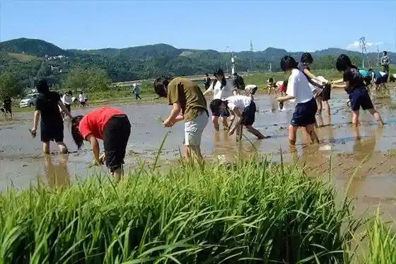 Jibun no Tede O Kome Wo Tsukuru ! Nippon Yusu no Kome Tokoro, Niigataken Uonuma De Taue Experience