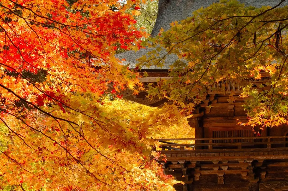 Oya Ta Jinja Momiji Tani