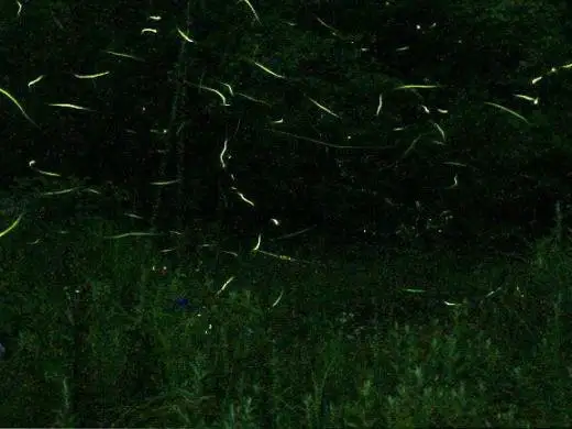 Isshiki Firefly Village