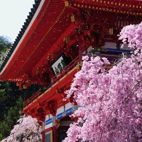 Katsuo Tera