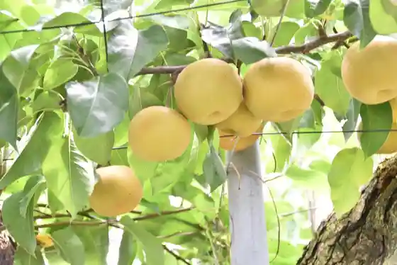 Yamanoue Pear-Picking Orchard